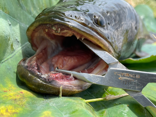 ライギョの釣果