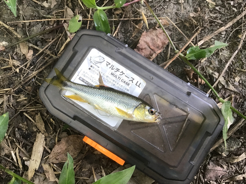 カワムツの釣果