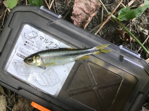 カワムツの釣果