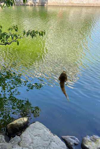 ハゼの釣果