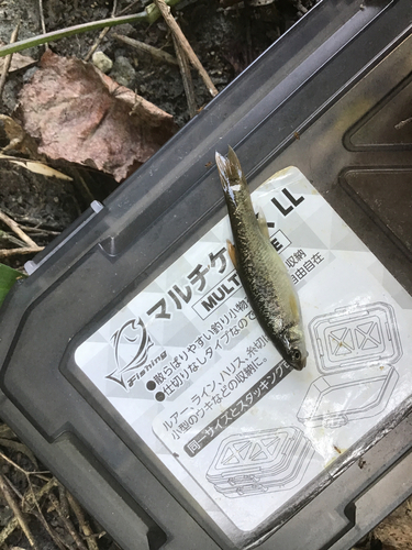 タカハヤの釣果