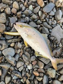 ショゴの釣果