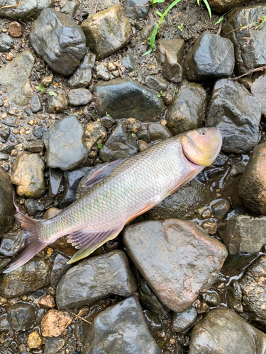 ハスの釣果