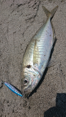 マアジの釣果