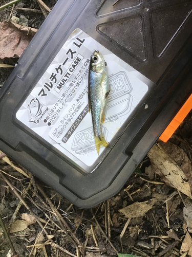 カワムツの釣果