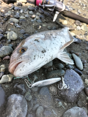 ショゴの釣果