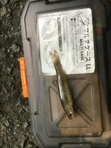 タカハヤの釣果