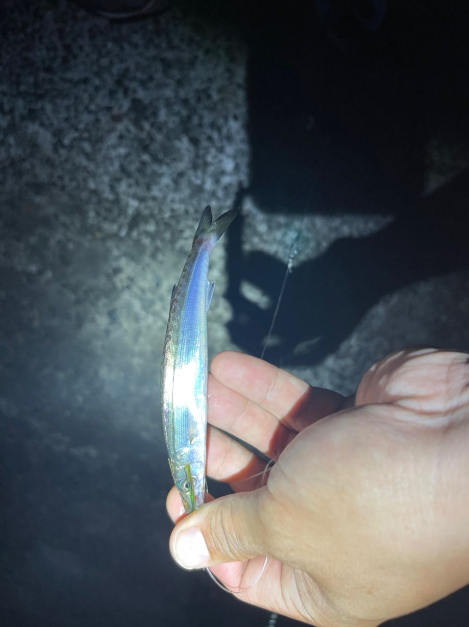 ミドさんの釣果 2枚目の画像