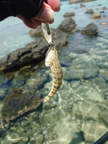 エソの釣果