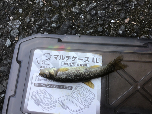 タカハヤの釣果