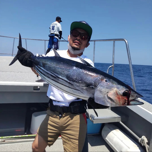 カツオの釣果