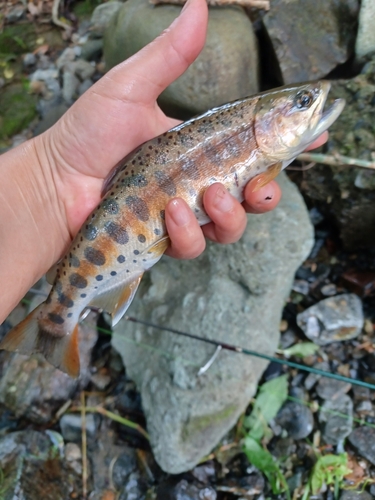 ヤマメの釣果