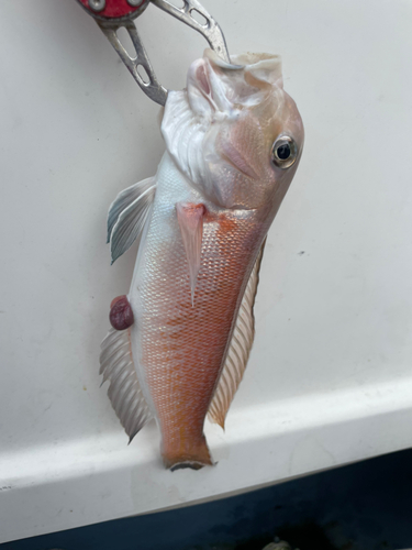 シロアマダイの釣果