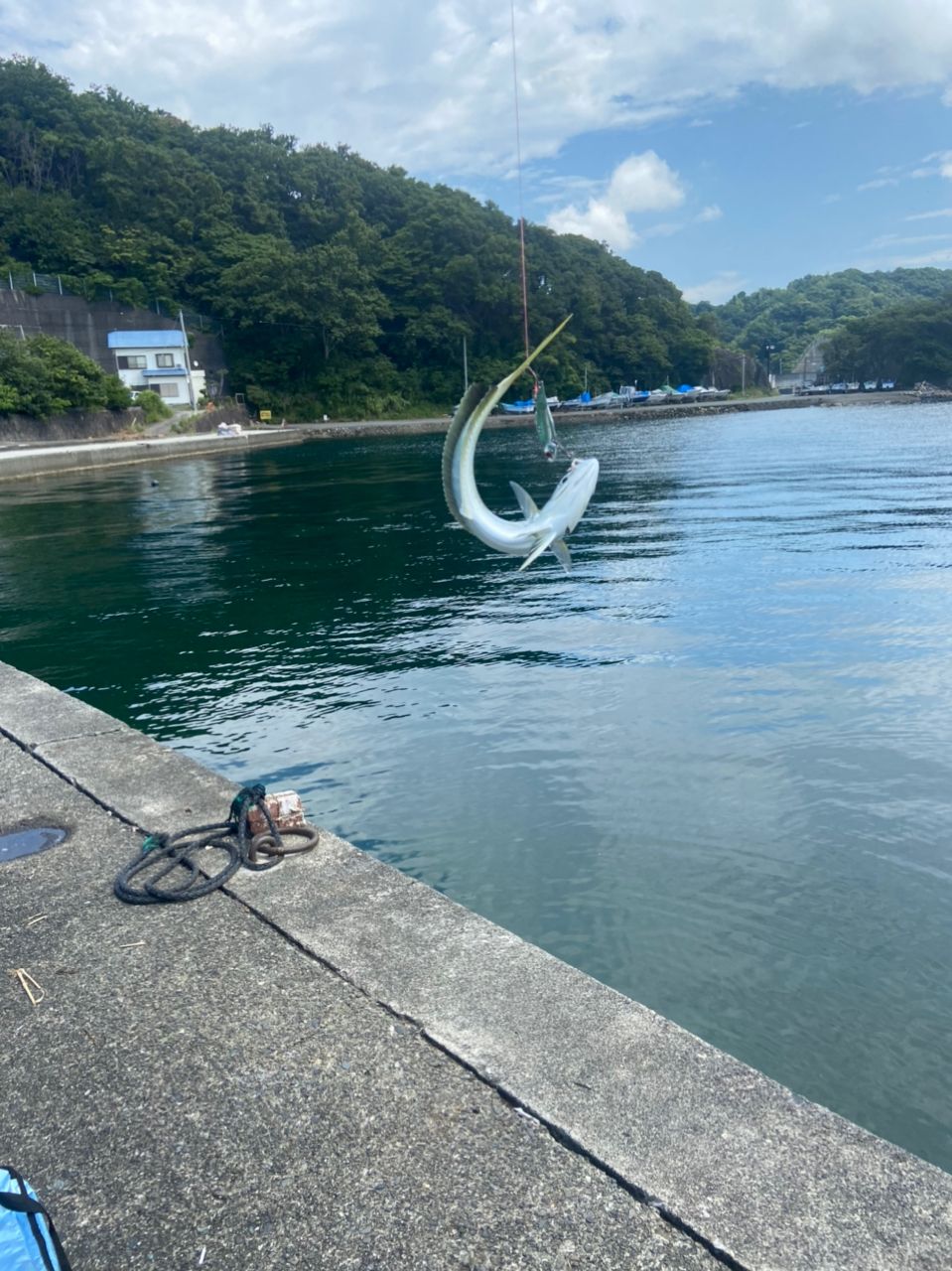 シイラ