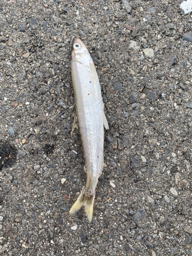 チカの釣果