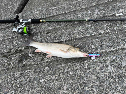 ウグイの釣果