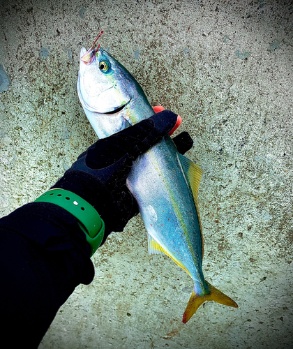 ワカシの釣果