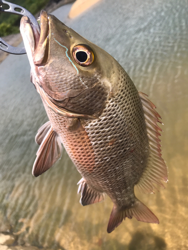 マングローブジャックの釣果