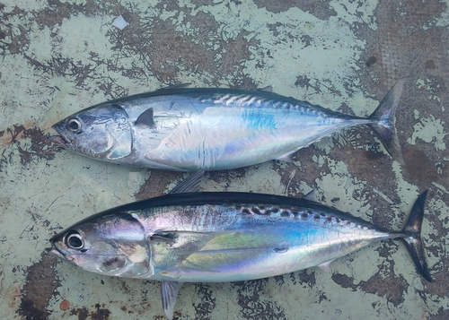 カツオの釣果