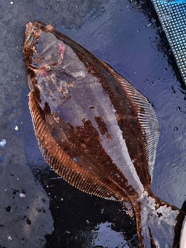 ヒラメの釣果