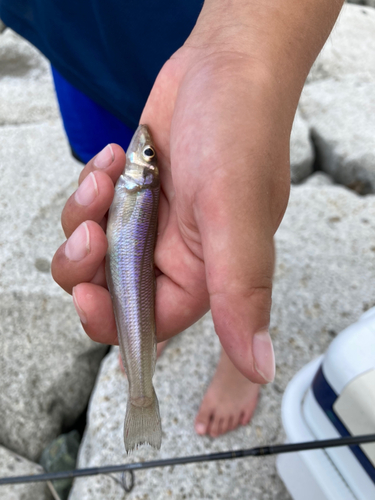 キスの釣果