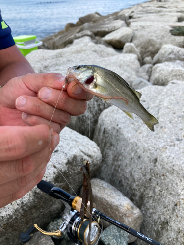 フッコ（ヒラスズキ）の釣果