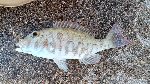 ムルーの釣果