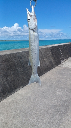 オニカマスの釣果