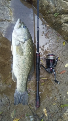 ブラックバスの釣果