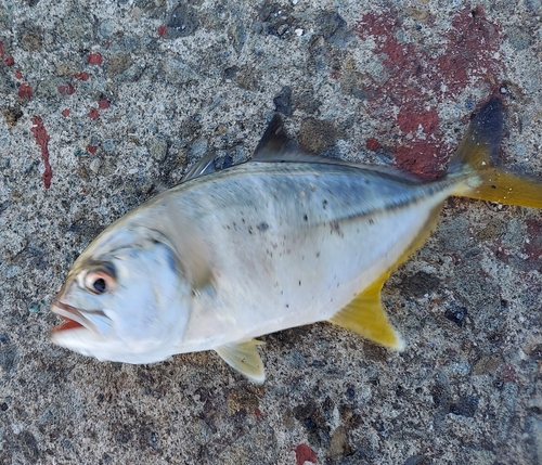 メッキの釣果