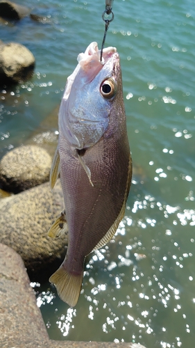 ニベの釣果