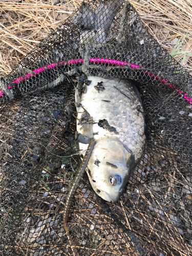 ヘラブナの釣果