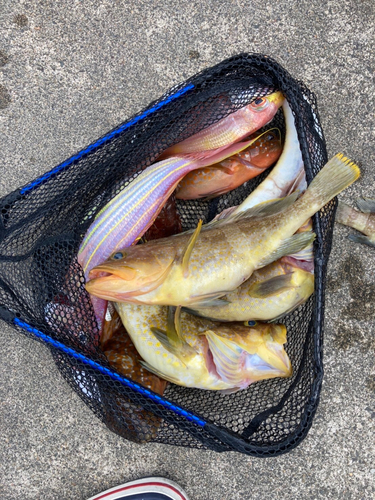 イトヨリダイの釣果