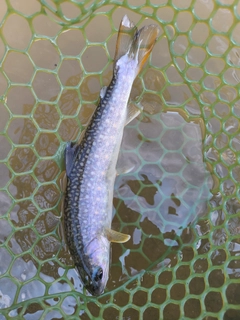 イワナの釣果