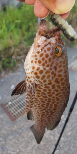 オオモンハタの釣果