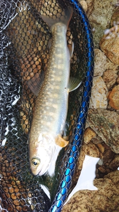 イワナの釣果