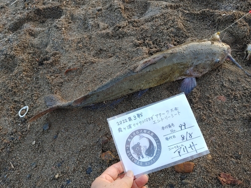 アメリカナマズの釣果