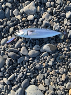 ソウダガツオの釣果