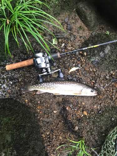 アメマスの釣果