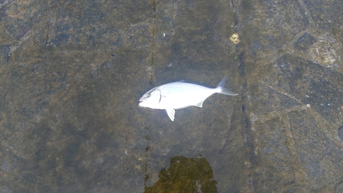 ショゴの釣果