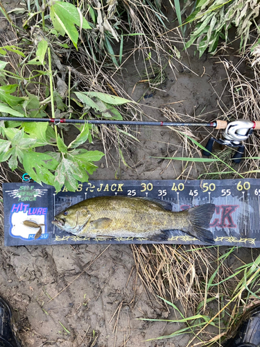 スモールマウスバスの釣果