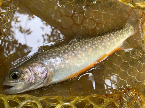 イワナの釣果