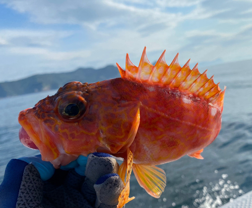 アヤメカサゴの釣果