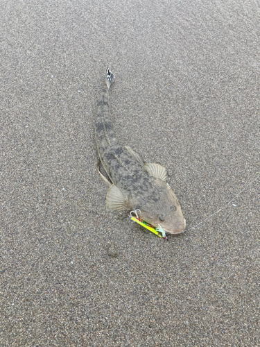 マゴチの釣果