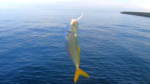 ツバスの釣果