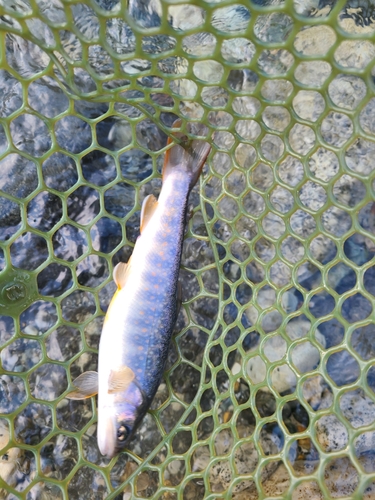 イワナの釣果