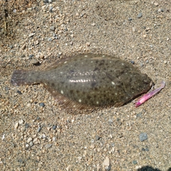 カレイの釣果