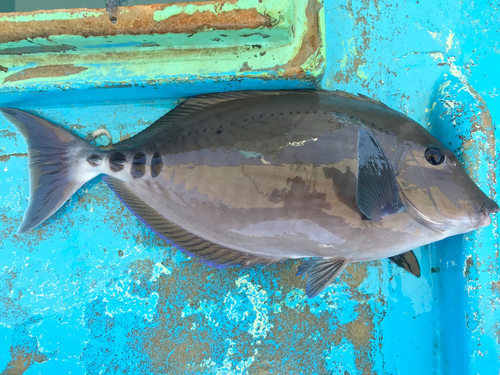 サンノジの釣果