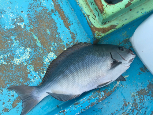 グレの釣果