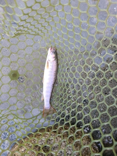 イワナの釣果